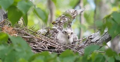 Serenade in the Savannah: Portrait of a Pale Chanting Goshawk - The Worlds Rarest Birds