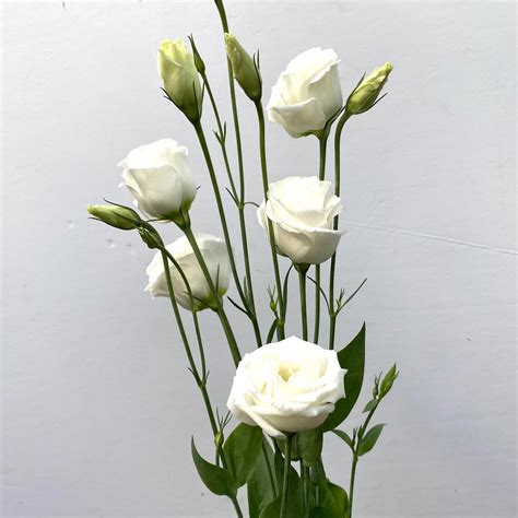 White Lisianthus - Kittelberger Wholesale Florist - Webster & Rochester