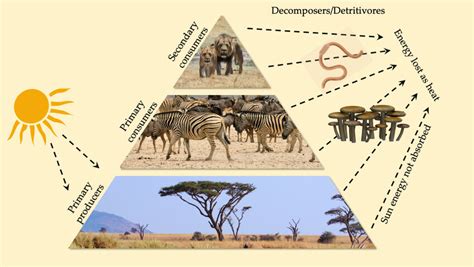 5 A food pyramid of a model savannah ecosystem, showing the various ...