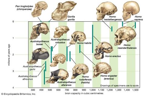 Homo erectus | extinct hominin | Britannica.com