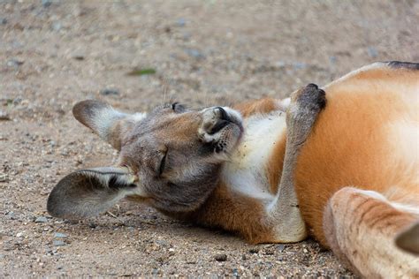 Red Kangaroo Sleeping Photograph by Gabriella Sjolander Photography - Pixels