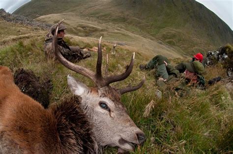 Pictures red deer hunting Scotland