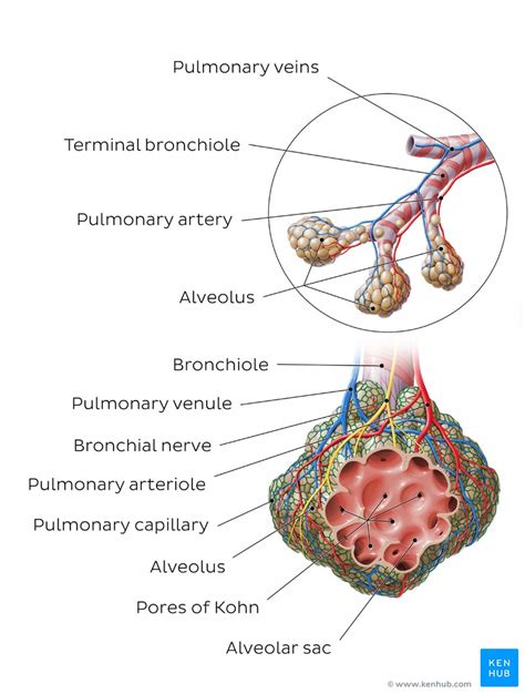 [DIAGRAM] Frog Alveoli Diagram - MYDIAGRAM.ONLINE