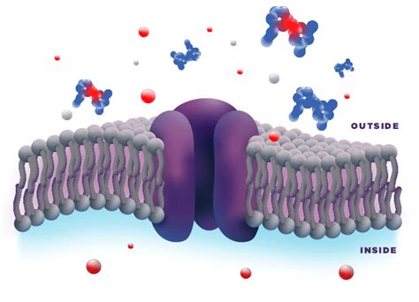 A Foundation for Postoperative Pain Management | ZYNRELEF