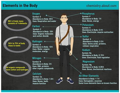 Which Elements Are in the Human Body? | Menschlicher körper, Chemie, Wissenschaft biologie