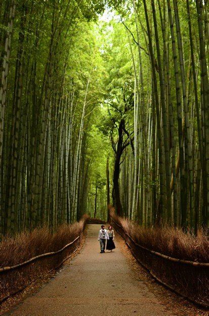 Pesona Alam Di Balik Hutan Bambu Jepang Yang Sangat Mengagumkan ...