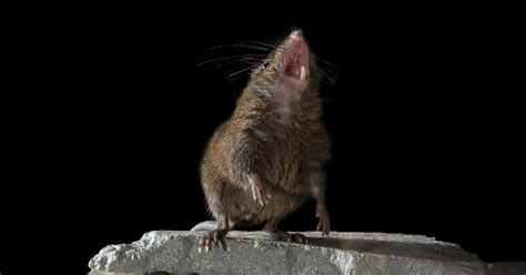 It's not over till the mouse sings | Science | AAAS