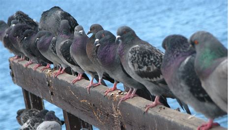 The meaning and symbolism of the word - «Pigeons»