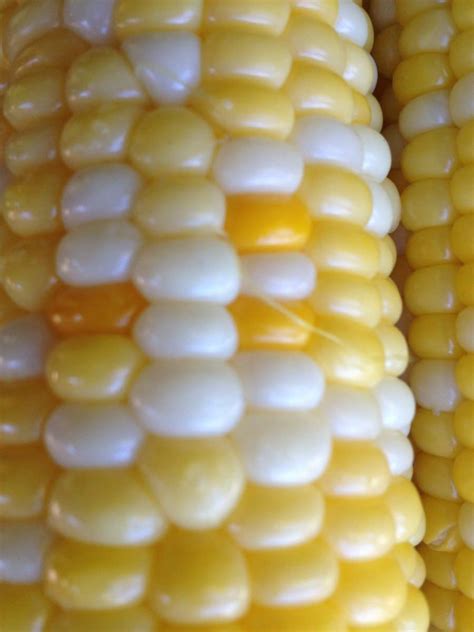 Atina Diffley · GMO Sweet Corn Varieties and Cross-Contamination