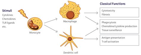 In Vitro Differentiation of Macrophages and Dendritic Cells | ATCC