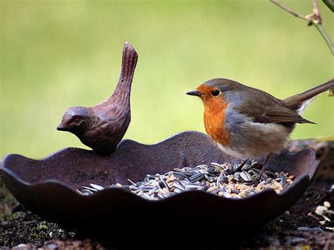 Robin Eating Seeds | Roodborstje, Roodborstjes