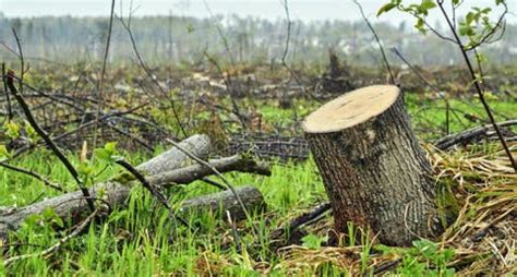 Ministerio de Medio Ambiente somete a la justicia hombre por tala de ...