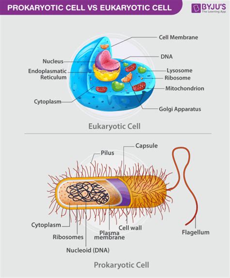 Which Best Describes the Similarities Between Prokaryotic and ...