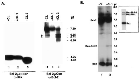 Isoelectric focusing analysis of membrane fractions to identify ...