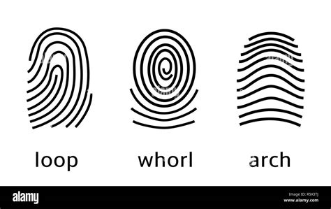 Three fingerprint types on white background. Loop, whorl, arch patterns ...