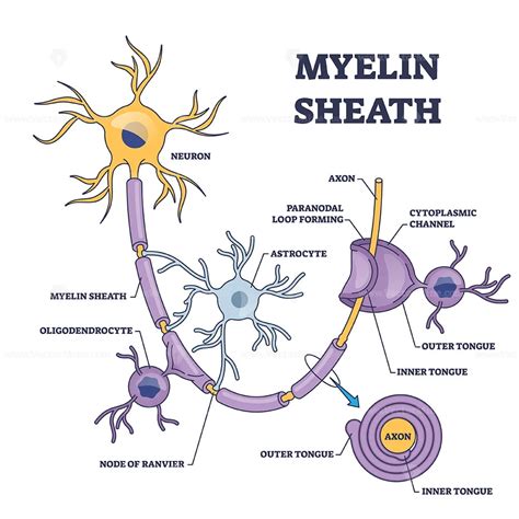 Myelin sheath layer for axon nerve with detailed structure outline diagram - VectorMine