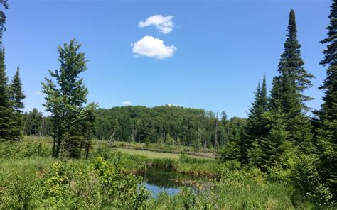 Chequamegon National Forest Bike Trails – CAMBA