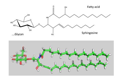 What Is A Glycolipid - slidesharetrick