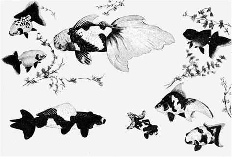 File:PSM V67 D388 Varieties of gold fish from japanese paintings.png