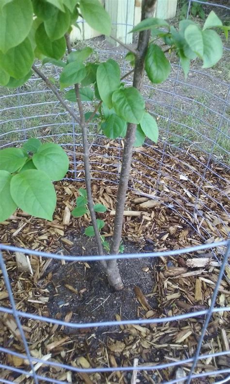 Is pruning necessary on this tree lilac?