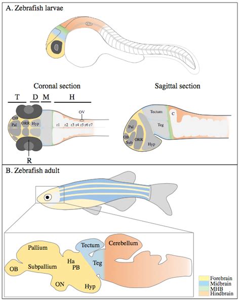 Top 156 + Animal models of human disease zebrafish swim into view - Electric-kingdom.net