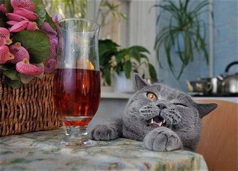 20 Cats That Need To Stop Drinking Alcohol - Page 3 of 5