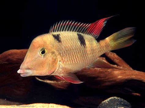 17 Best images about geophagus on Pinterest | Google images, Cichlids and Basins