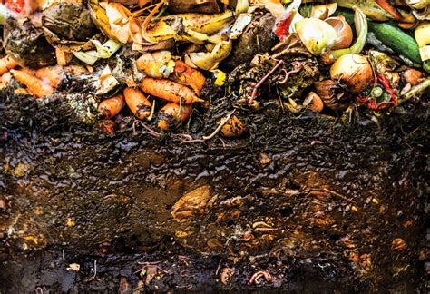 Vermicomposting Basics – Mother Earth News