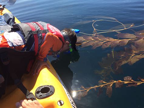 La Jolla Cove Kayaking, San Diego | Day Trips L.A.