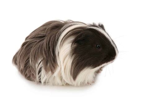 Silkie Guinea Pig (2024 Comprehensive Care Guide)