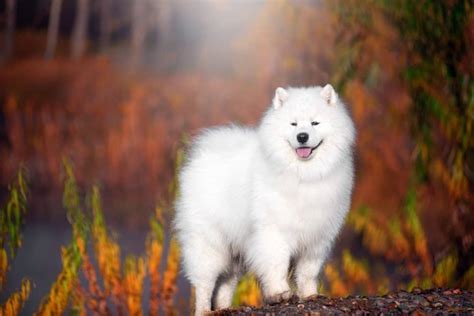 Samoyed Pictures - AZ Animals