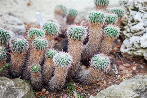 Type of cactus, exotic flower — Stock Photo © t.tomsickova #82929858