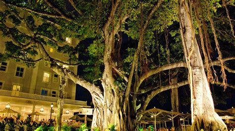 Tree Stories: The Magnificent Banyan of Waikiki | The Horticult