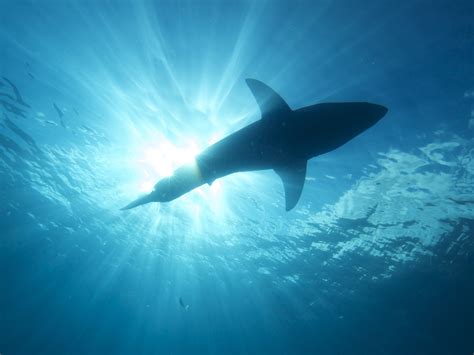 Underwater photography of fish during daytime, great white shark HD ...