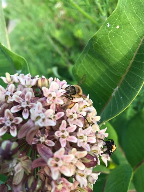 Common Milkweed: A Universe All Its Own – Great Parks of Hamilton County Blog