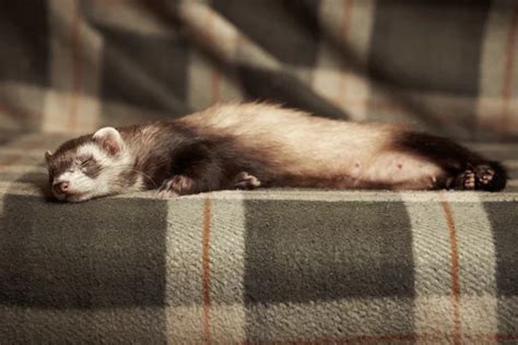 Ferret sleeping Stock Photo by ©Couperfield 30722399