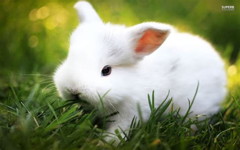 White rabbit wallpaper | 2160x1920 | #84582