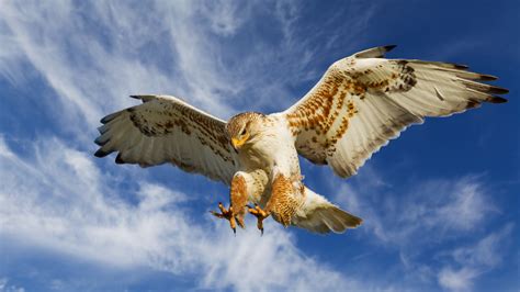 Woman Attacked By Snake Then By A Hawk Attacking The Snake