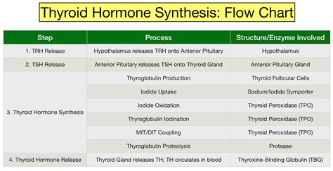 Thyroid Hormone Synthesis Pathway: Step-By-Step Flow Chart — EZmed