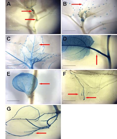 Expression patterns of ProWUS::GUSPlus transgenic events. Examples of... | Download Scientific ...