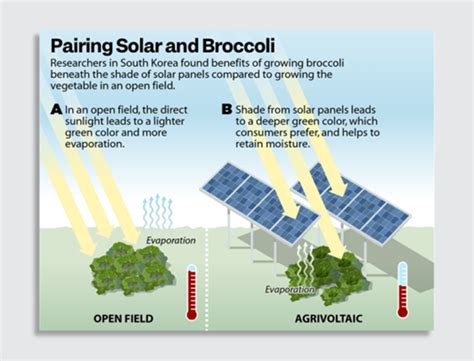 What’s agrivoltaic farming? Growing crops under solar panels | World Economic Forum