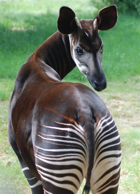 okapi by Natural Encounters / 500px Interesting Animals, Unusual ...