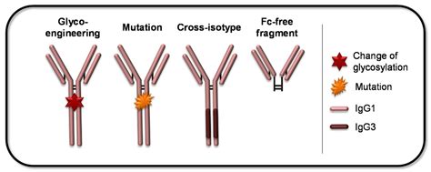 IJMS | Free Full-Text | The Role of Fc Receptors on the Effectiveness ...