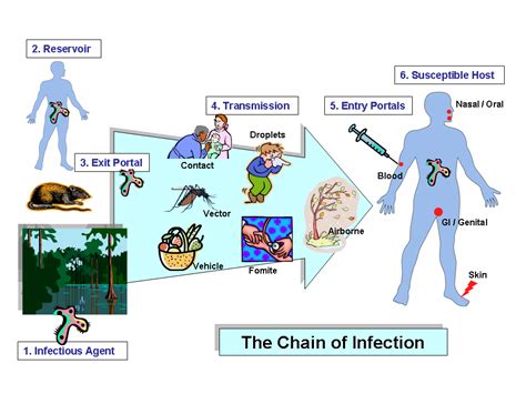 Chain Of Infection Diagram Printable