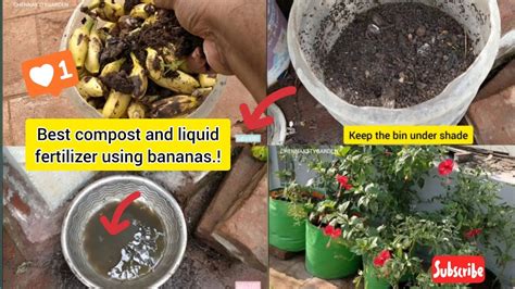 How to make compost using bananas? (ENGLISH) | - YouTube