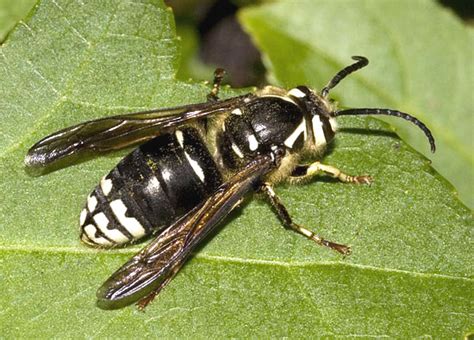 Bees, Wasps, or Hornets - Removal - Finding, Saving & Breeding Local Honey Bees