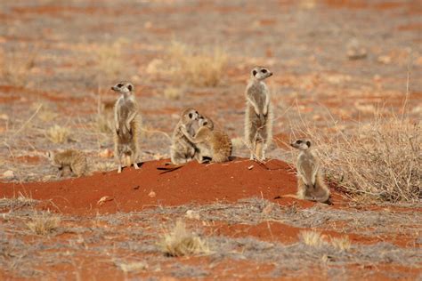 14 Most Interesting Animals in Namibia