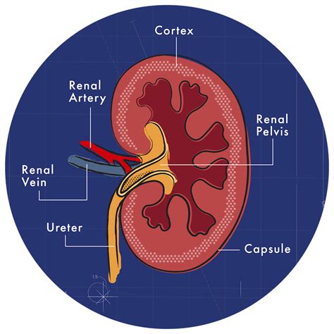 Cat Kidney Disease Cure at Patty Miller blog