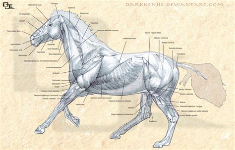 Horse Muscles Anatomy by *DarkKenjie on deviantART ★ || CHARACTER DESIGN REFERENCES (www ...