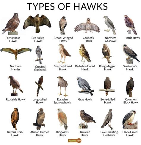 Hawk Facts, Types, Reproduction, Diet, Classification, Pictures